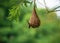 Baya Weaver ploceus philippinus perching on the nest