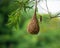 Baya Weaver ploceus philippinus perching on the nest