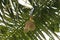 Baya weavers constructing its nest on coconut tree