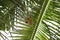 Baya weavers constructing its nest on coconut tree