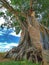 Bayan ancient tree, trees that are more than five hundred years old