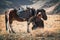 Bayan-Ulgii, Western Mongolia - October 07, 2018: Nomad Games, Golden Eagle Festival. Mongolian Nomad-Hunter Sits On A Background