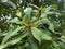 Bayberry on tree, Closeup shot of kafal Myrica esculenta in hilly area