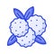 Bayberry vector design in modern design style, Myrica, yangmei, candleberry, sweet gale, or wax myrtle berry icon