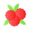 Bayberry vector design in modern design style, Myrica, yangmei, candleberry, sweet gale, or wax myrtle berry icon