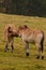 Bayerisher Wald natural park: wild horses