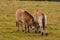 Bayerisher Wald natural park: wild horses