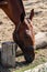 A baying horse nibbles sparse grass, sticking its head through the fence