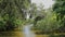 Bayou Swamp 2