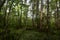 Bayou Thick with Trees and Spanish Moss