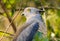 Bazza the crested hawk