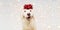 BBanner happy dog present for christmas wearing a red glitter ribbon on head.  against gray  background with  overlays