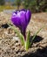 Bbeautiful purple crocus flower