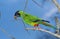 BBlack Hooded Parakeet or Nanday Conure, nandayus nenday, Adult standing on Branch, Eating Bud, Pantanal in Brazil