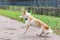 BBorder collie. The dog catches the ball on the fly.