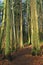 BC Forest Trail in Early Morning Light, Mystic Vale, Victoria, Vancouver Island