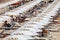 Beach, Adriatic coast with a multitude seamsless of beach umbrellas, deckchairs and vacationers