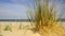 Beach of the Baltic Sea with beach grass, wind and Baltic sea