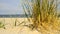 Beach of the Baltic Sea with beach grass, wind and Baltic sea
