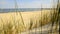 Beach of the Baltic Sea with beach grass, wind and Baltic sea