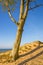 Beach of the Baltic sea with dunes and tree