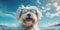 Beach Barks Cute Havanese Dog with a Funny Smile and Stylish Sunglasses. Generative AI