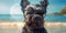 Beach Barks Smiling Miniature Schnauzer Dog in Sunglasses Strikes a Funny Pose. Generative AI