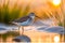 Beach Beauty: Sandpiper with Sharp Focus and Beady Eyes
