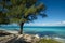 Beach on Bimini with trees