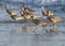 beach birds running