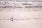 Beach birds: Single Small Wading Bird Sanderling Calidris Alba with sea waves on the background