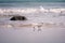 Beach birds: Three Small Wading Birds Sanderling Calidris Alba with sea waves and rocks on the background