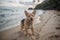 Beach Bliss A Dog s Hawaiian Adventure.AI Generated