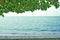 Beach Branch Green Leaves Sea Gulf View Background