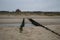 Beach, Breakwater and Dunes with House in Domburg, Zeeland, Netherlands