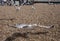 Beach in Brighton, England, the UK - seagulls and pebbles.