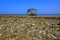 Beach with broken coral and tree alone in Pulau Gede, Rembang, Indonesia