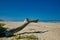 Beach California driftwood Ocean