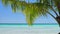 Beach calm scene with sunbeds under coconut palms close to Caribbean sea