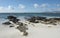 Beach on Carcass Island, Falkland Islands