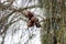 Beach casuarina (Casuarina equisetifolia) cones (fruits) on a tree : (pix Sanjiv Shukla)
