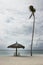 Beach chairs with umbrella and a lonely coconut tree