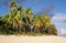 Beach with coconut tree