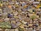 Beach colorful pebbles close up, beautiful textured seamless background