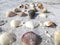 Beach Combers Find Seashells