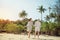 Beach couple walking on romantic travel honeymoon vacation summer holidays romance. Young happy lovers, woman and man