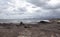 Beach covered with algae after storm