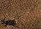 beach crab on camouflage white sand with a shadow to its left