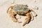 Beach crab (Carcinus maenas)