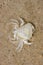 Beach crab (Carcinus maenas)